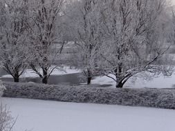 magical frost on the trees along the river