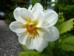 beauty gentle charming dahlia white flower