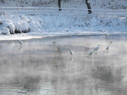 Beautiful White Herons in Gorokugawa in Japan