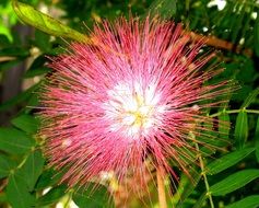 closeup tropical pink flower