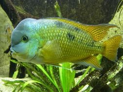 yellow-green fish swims in an aquarium