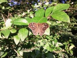 brown butterfly on a green plant