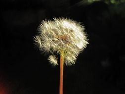 Seedhead of white dandelion flower