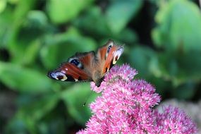 peacock butterfly on fblooming plant