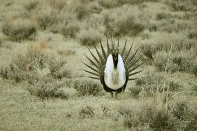 beautiful unusual bird in the wild