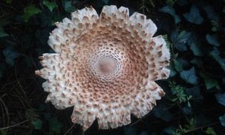 wild mushroom in season