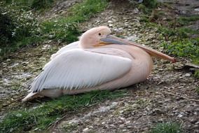 pink pelican sleeping on the ground