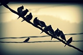 many birds on a wire close up