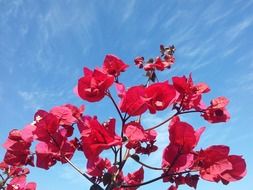 flowers in the blue sky