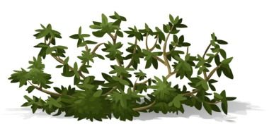 graphic image of a small green bush