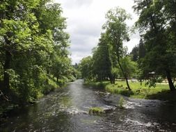 A river among trees in a forest in Germany