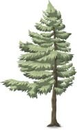 Graphics in the form of a green coniferous tree