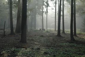 mysterious fog in a forest