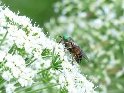 fly on a white flower