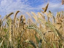 cereals closeup