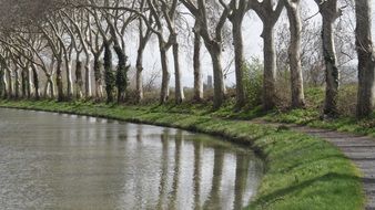 trees water landscape