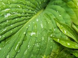 green juicy leaf after rain