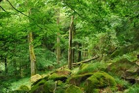 mossy rocks in green forest