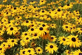 picture of the black eyed susan flowers