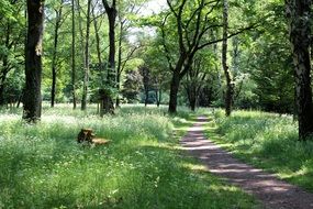 track in forest Park