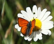 stunningly beautiful orange butterfly