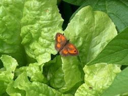 red butterfly on a green leaf of lettuce