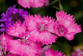 Pink and purple flowers in the garden