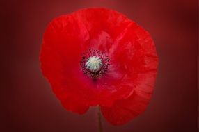 flower of poppy at red background