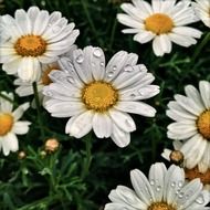 white daisies in drops of water closeup