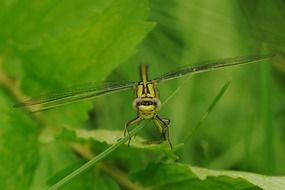 taking off yellow dragonfly