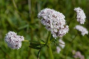 white flower blooms macro photo