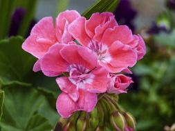 pink geranium flower close-up on a blurred background