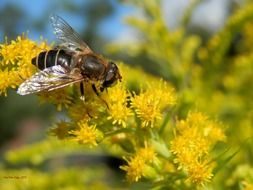 fly sitting on small yellow flowers