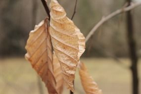Yellow and brown leaf in autumn