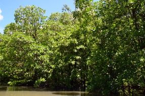 river with mangrove jungle in palawan
