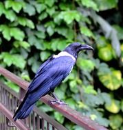 dark blue mynah in the wild close-up on blurred background