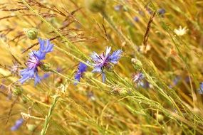 bright cornflowers on the field close-up