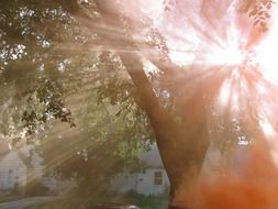 sunlight through the tree