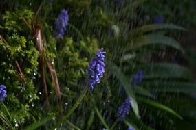 hyacinth in the rain
