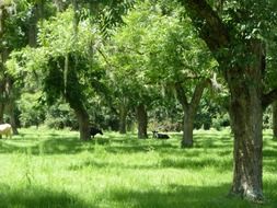 landscape of green forest