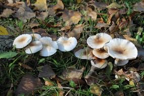 mushrooms surrounded by autumn foliage
