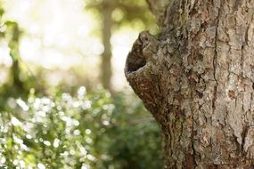 trunk of an old tree