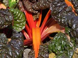 Chard is a subspecies of beets