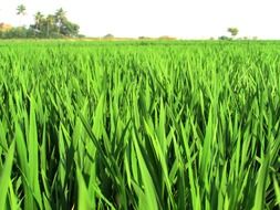 bright green field closeup