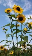 sunflower on a background of clouds