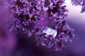 drop of water on purple leaves