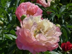 dizzy peony flower