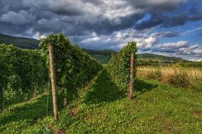 grey clouds over a vineyard