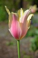 summer plant pink tulip