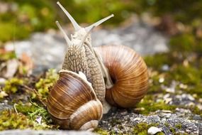 two snails